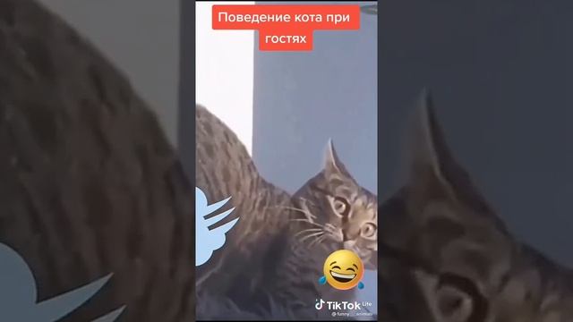 Поведение кота при гостях