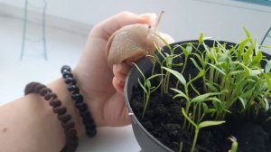 что давать улиткам мегасам зимой?#блог #ахатины #улитка #snail #мегас