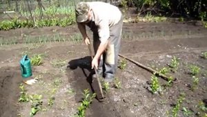 Как мы САДИМ ДЫНИ НА ДАЧЕ
