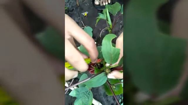 Emaskulasi & Persilangan Tanaman Rosella (Hibiscus sabdariffa) " смотреть онлайн