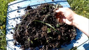 ЗОЛОТОЙ КОРЕНЬ, РОДИОЛА РОЗОВОЯ