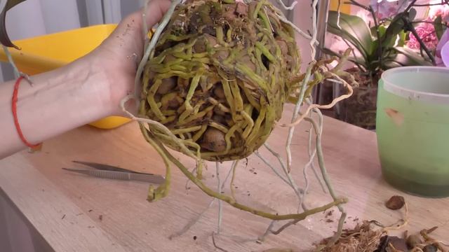 ЗАМУЧИЛАСЬ! УВИДЕННОЕ МЕНЯ УДИВИЛО! СПРАВИТЬСЯ С ТАКОЙ ОРХИДЕЕЙ ОТНЮДЬ НЕ ПРОСТО. смотреть онлайн