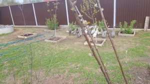 утки индийские бегунки 3 месяца