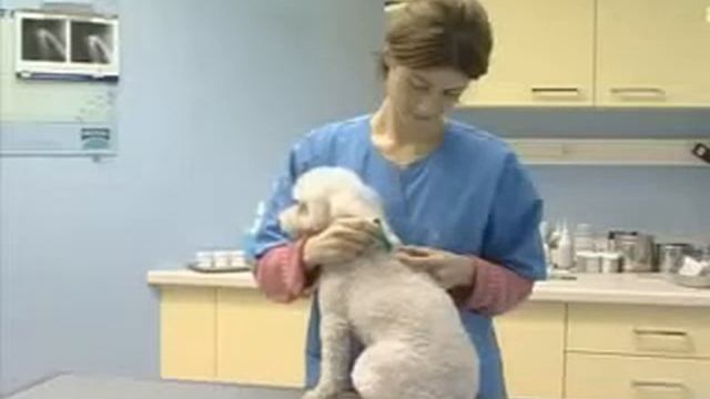 frontline spoton применение смотреть онлайн