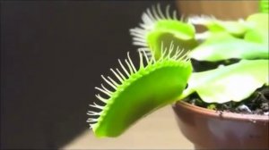 Растения - хищники