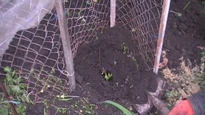 Посадка актинидии