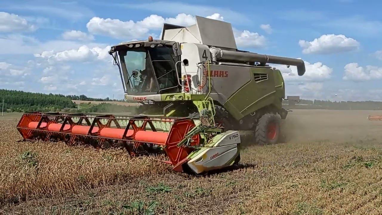 ЗАО МТС Юбилейное  Курская область уборка 2024 смотреть онлайн