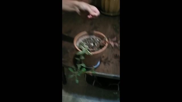 Ruby Glow Peperomia (Peperomia Graveolens) смотреть онлайн