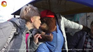 Дана - звезда Тайгана. Орангутан  в машинке. Dana is the star of Taigan. Orangutan rides in car.