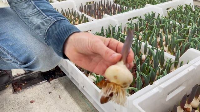 Обход и выявление проблемных луковиц | Выгонка тюльпанов в помещении смотреть онлайн