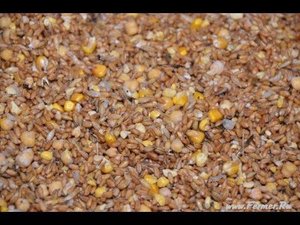 Замоченное и пророщенное зерно в рационе кур. Хозяйство Гуковские куры.