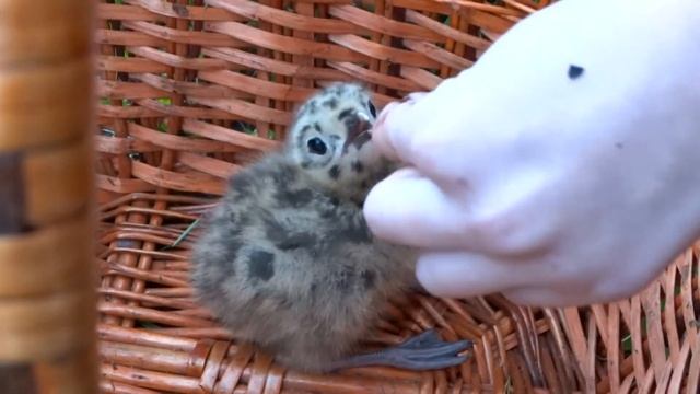 Чайка на даче - птенец чайки