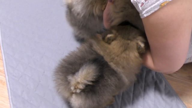 Щенкам шпица 75 дней. Чтоб собака оставалась дома. Вычесывать шпица, а не поглаживать