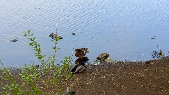 Надо умываться по утрам и вечерам, а не чистым трубочистам стыд и срам)
