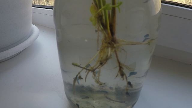 Я ВЫРАСТИЛ ЛЯГУШКУ ИЗ ИКРЫ!!! Смотри как я это сделал! Видео эксперимент. смотреть онлайн