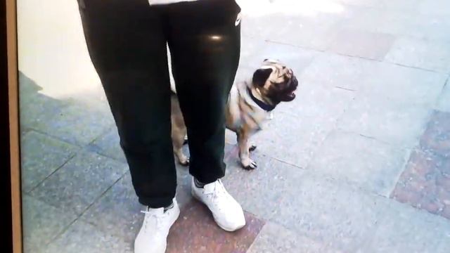 малыш Руди теперь житель Ялты,сын нашего Елисея питомник Кастропуло Крым смотреть онлайн