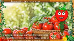 ПОСЛЕ ЭТОГО ТОМАТЫ С КУЛАК И СТЕБЛИ КАК ДУБ