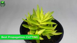 SUCCULENT PLANTS TYPES | Crassula Red Pagoda | Crassula Capitella | 多肉植物 | 다육이들 | SUCULENTAS | सरस