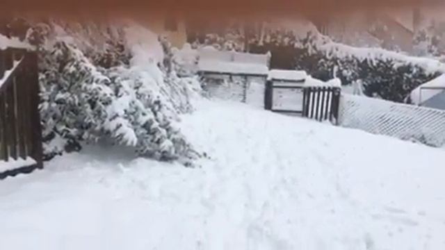 Snowdogs 2017 смотреть онлайн