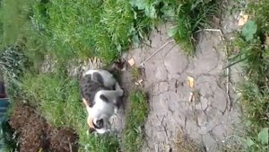 Кошку рвёт !!!