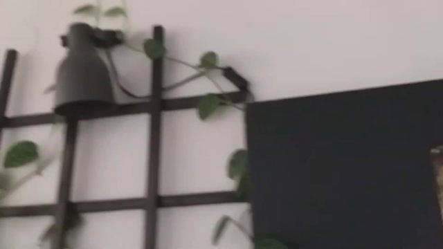 SILVERRANKA SCINDAPSIS ARGYRAEUS смотреть онлайн