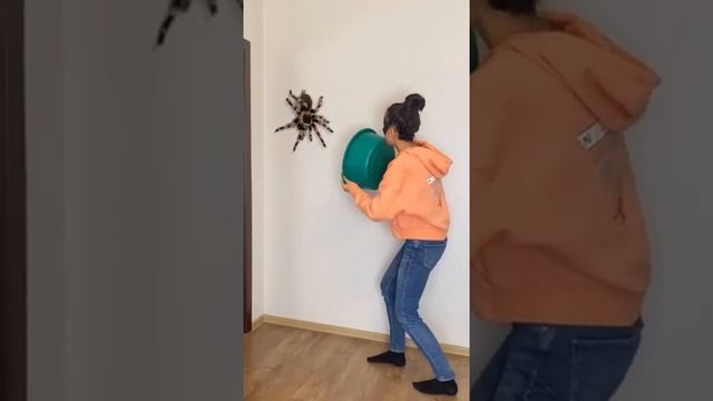 КАК ПОЙМАТЬ БОЛЬШОГО ПАУКА ? смотреть онлайн