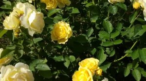 Роза Golden Border ( другое название rose Comtesse De Barry, Комтес де Бари) Голден Бордер