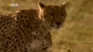 Животные мира Пустыни и саванны Материнское чувство Хищники Пик атаки Гепарды Дикая природа Африка