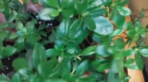 4 секрета азалии. Пересадка на фитиль