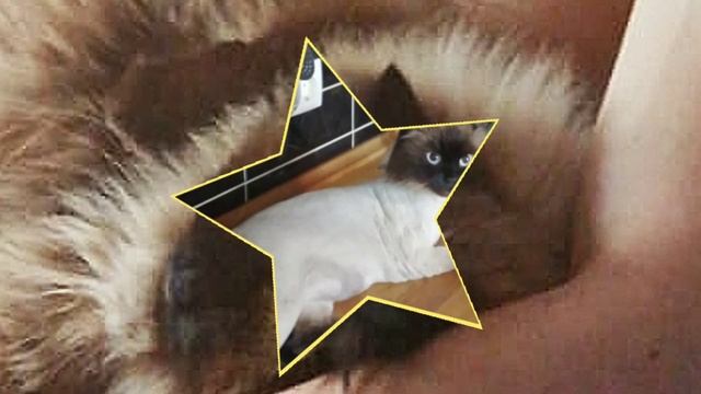 Груминг кота породы невский маскарадный окраса сил-пойнт под льва в домашних условиях смотреть онлайн