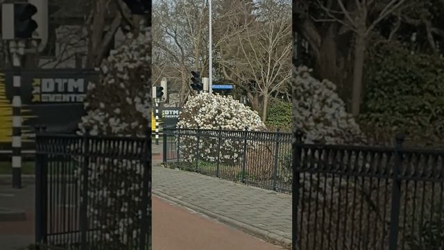 Солнечно, но холодно!🌞Цветут магнолии и чернослив💮 Регулировщики🚦Шоколадный торт☕🍫 смотреть онлайн