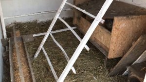 Почему петух сидит в гнезде