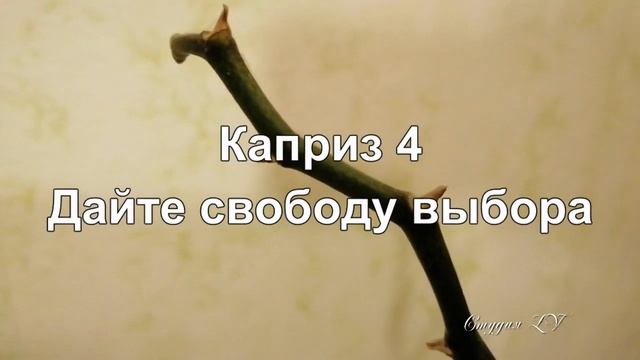 Что Любит Орхидея Фаленопсис Семь Советов Орхомана