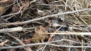 Спаривание жаб