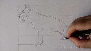 Как нарисовать Немецкую овчарку карандашом. Рисовать по сетке НОРМАльно.