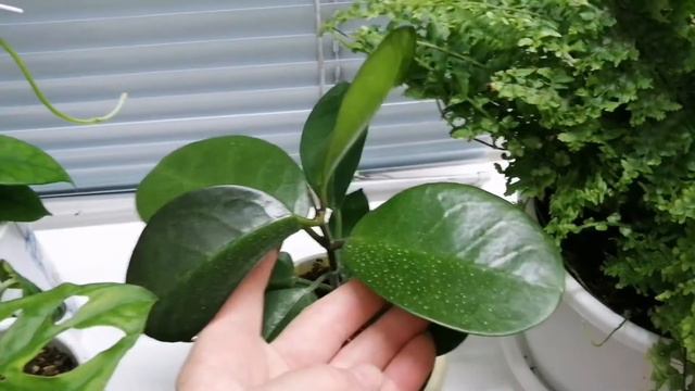 Прогулка по моему подоконнику))) смотреть онлайн