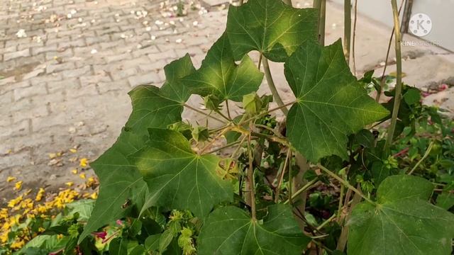 Hibiscus Mutabilis.part -1/Sthal kamal смотреть онлайн