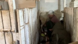 Наконец то...Доим коз мини доильным аппаратом.Первые  впечатления//