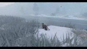 Экскурсия по карте Котов воителей в Роблокс