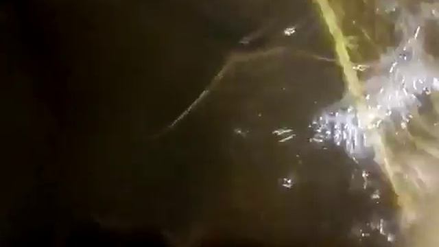 Безумное кормление клариевого сома