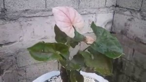 PLANTITA || SYNGONIUM STRAWBERRY ICE