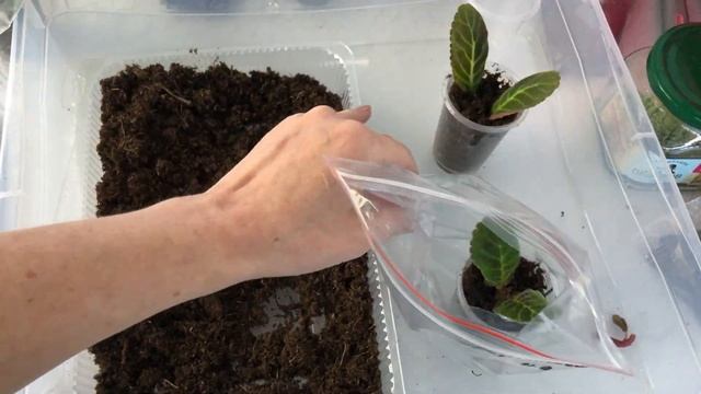 Пересадка растений из посылки смотреть онлайн