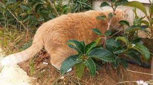 ☘️😸🌞 Фиша среди пальм / Fisha  among the palm trees