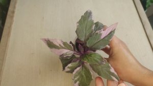 Гинура Вариегатная. Особенности выращивания, правильный уход, размножение, пересадка.