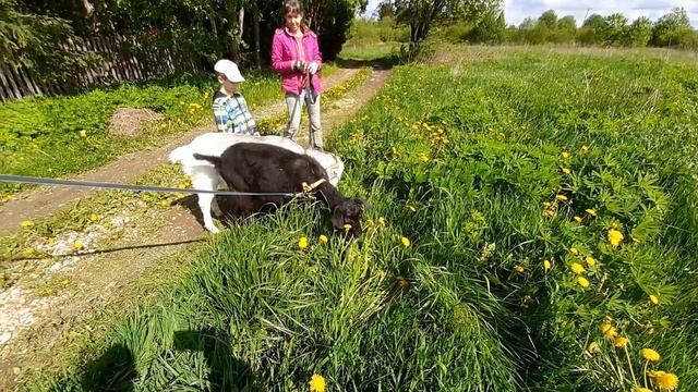 Пасём козочек. Просто день в деревне. смотреть онлайн