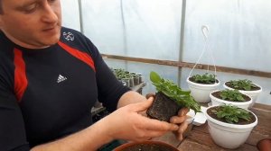 Как легко перевалить петунию с добавлением  ОСМОКОТА