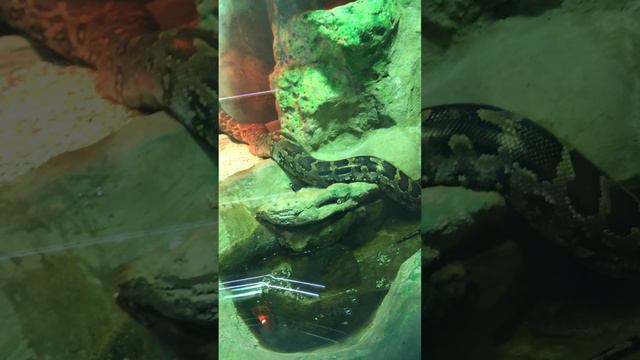 Эшов Мухаммад Москва зоопарк 2022 смотреть онлайн