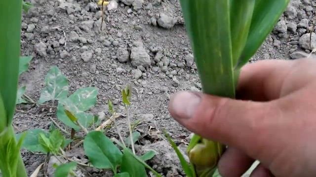 Сорта чеснока можно разделить на стрелкующиеся, слабо стрелкующиеся и не стрелкующиеся.
