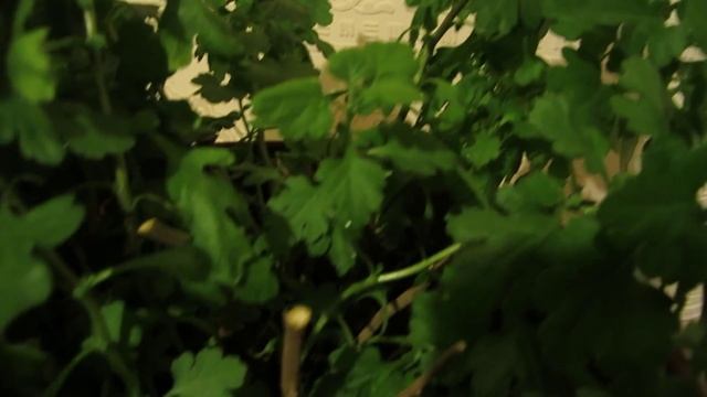 МАРТ(часть17) ЧЕРЕНКОВАНИЕ ХРИЗАНТЕМЫ. смотреть онлайн