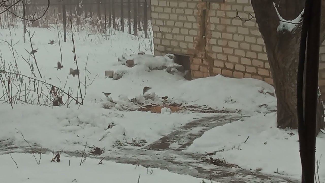 454 Подкормка птиц 26.01.2024